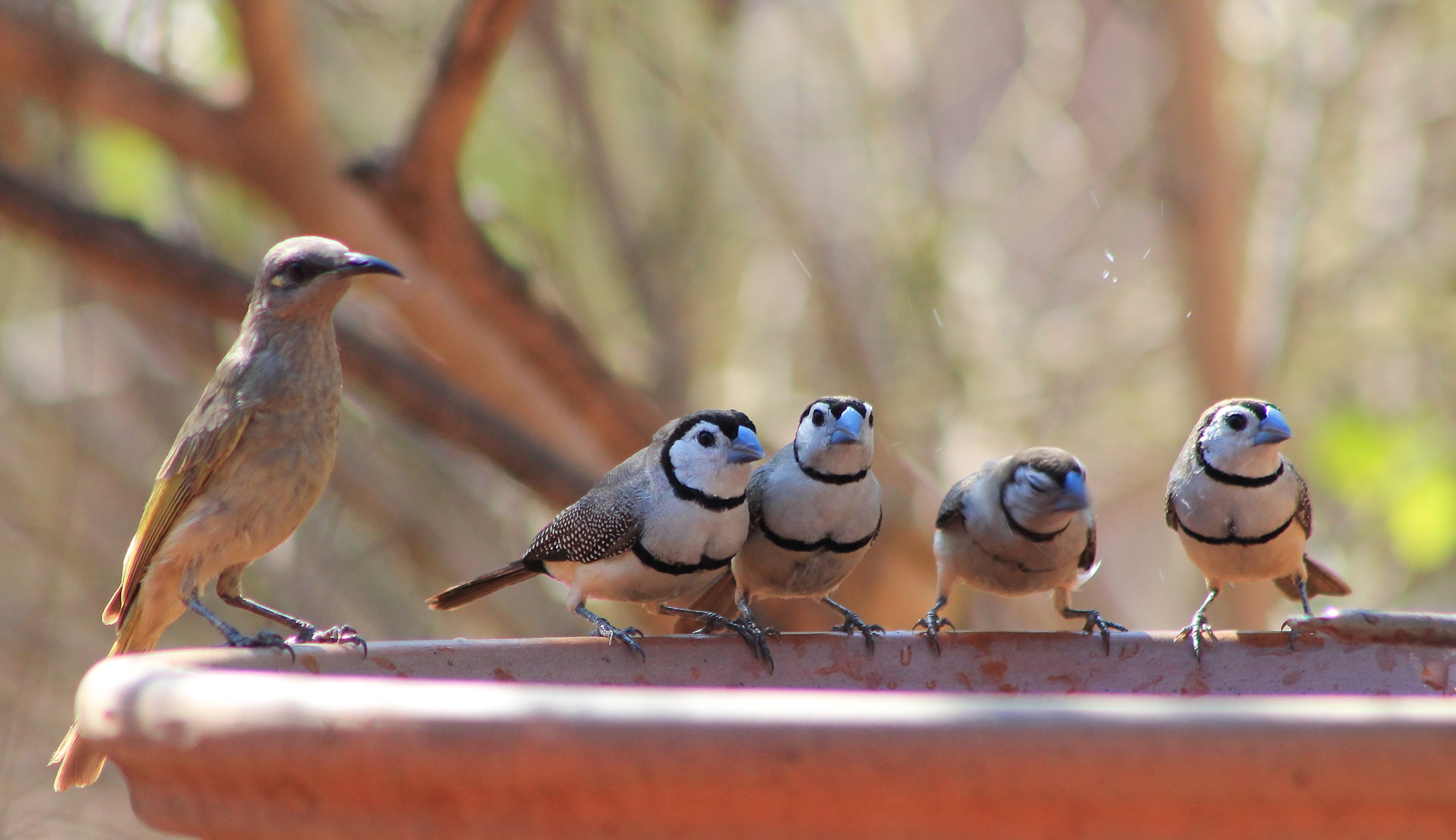 Brown Honeyeater and Double-barred Finches