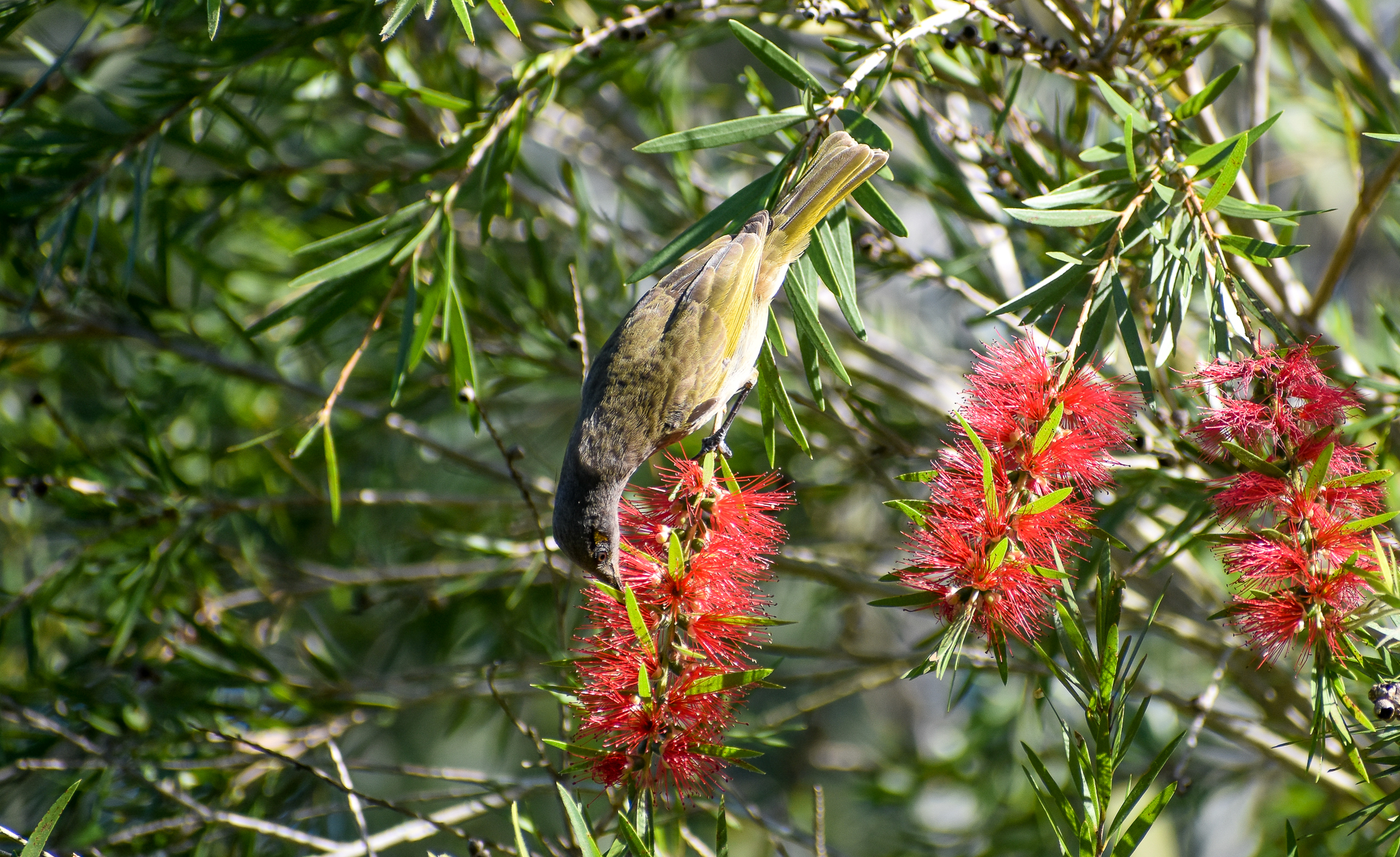 Brown Honeyeater feeding on bottlebrush