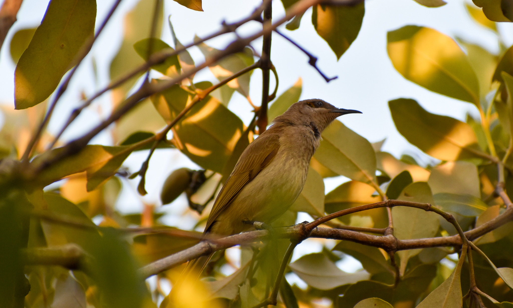 Brown Honeyeater (Lichmera indistincta)