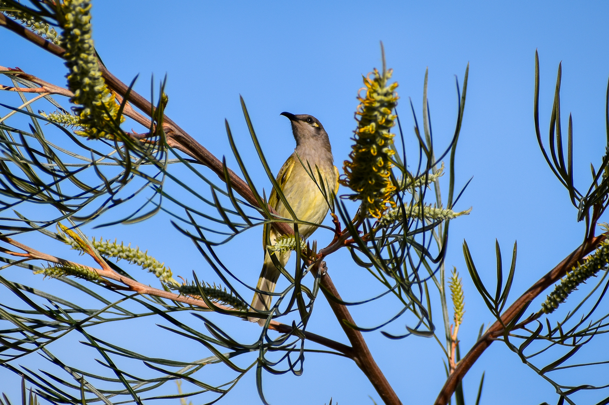 Brown Honeyeater (Lichmera indistincta)
