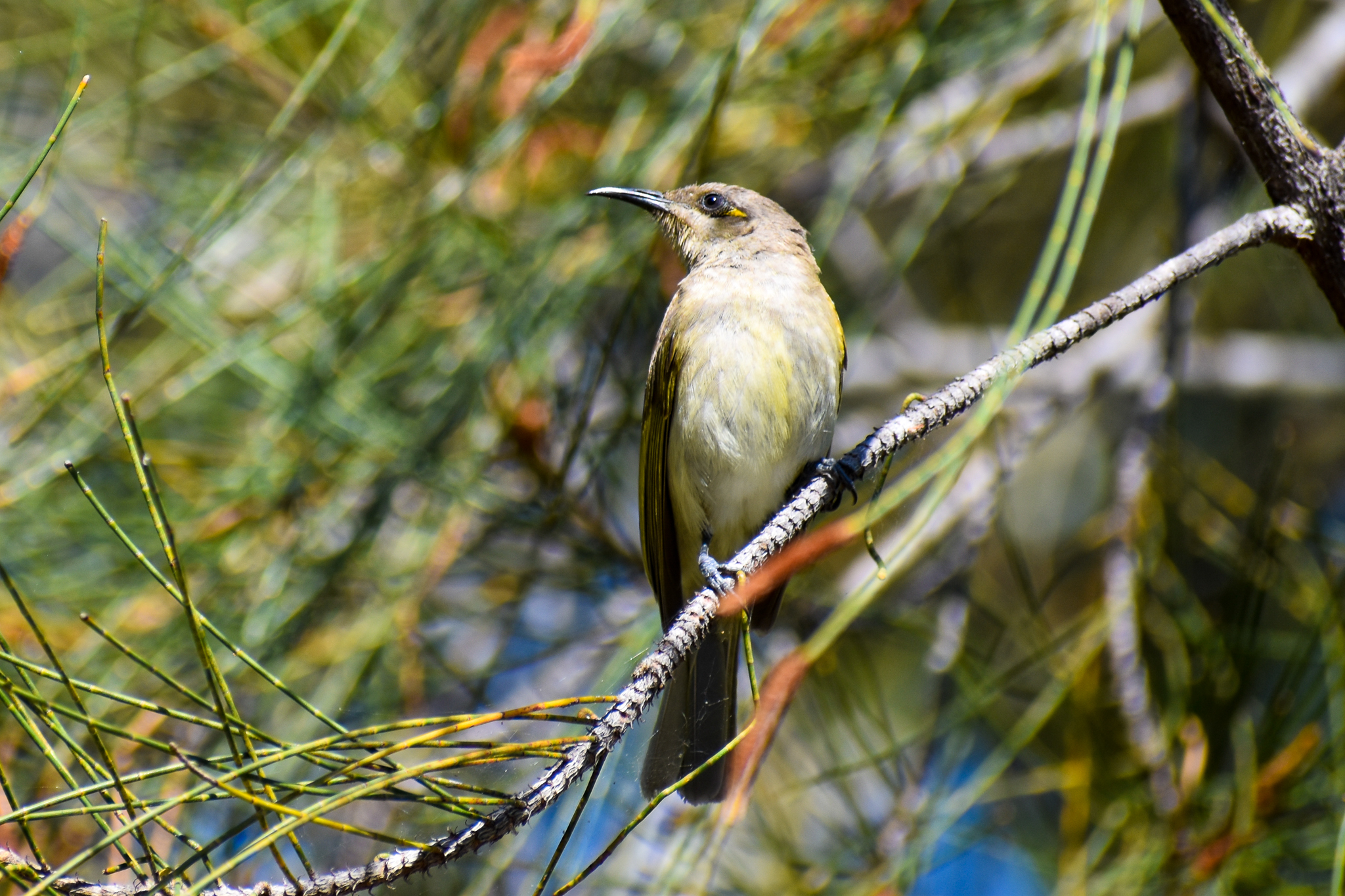 Brown Honeyeater (Lichmera indistincta)