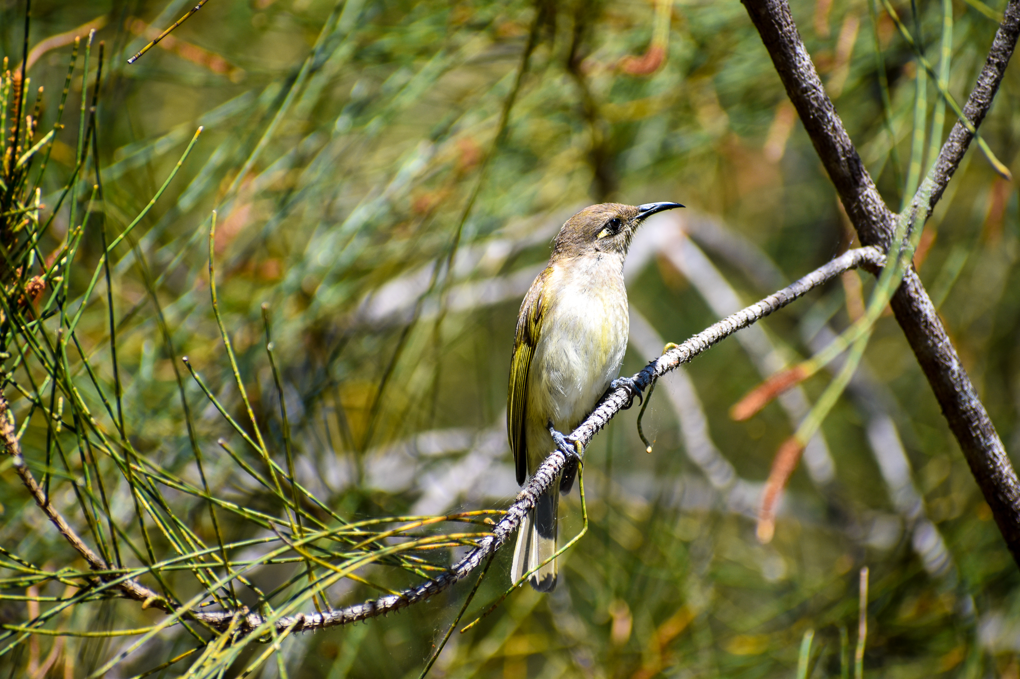 Brown Honeyeater (Lichmera indistincta)