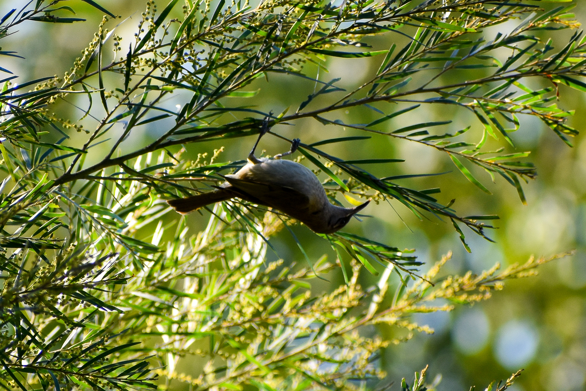 Brown Honeyeater (Lichmera indistincta)