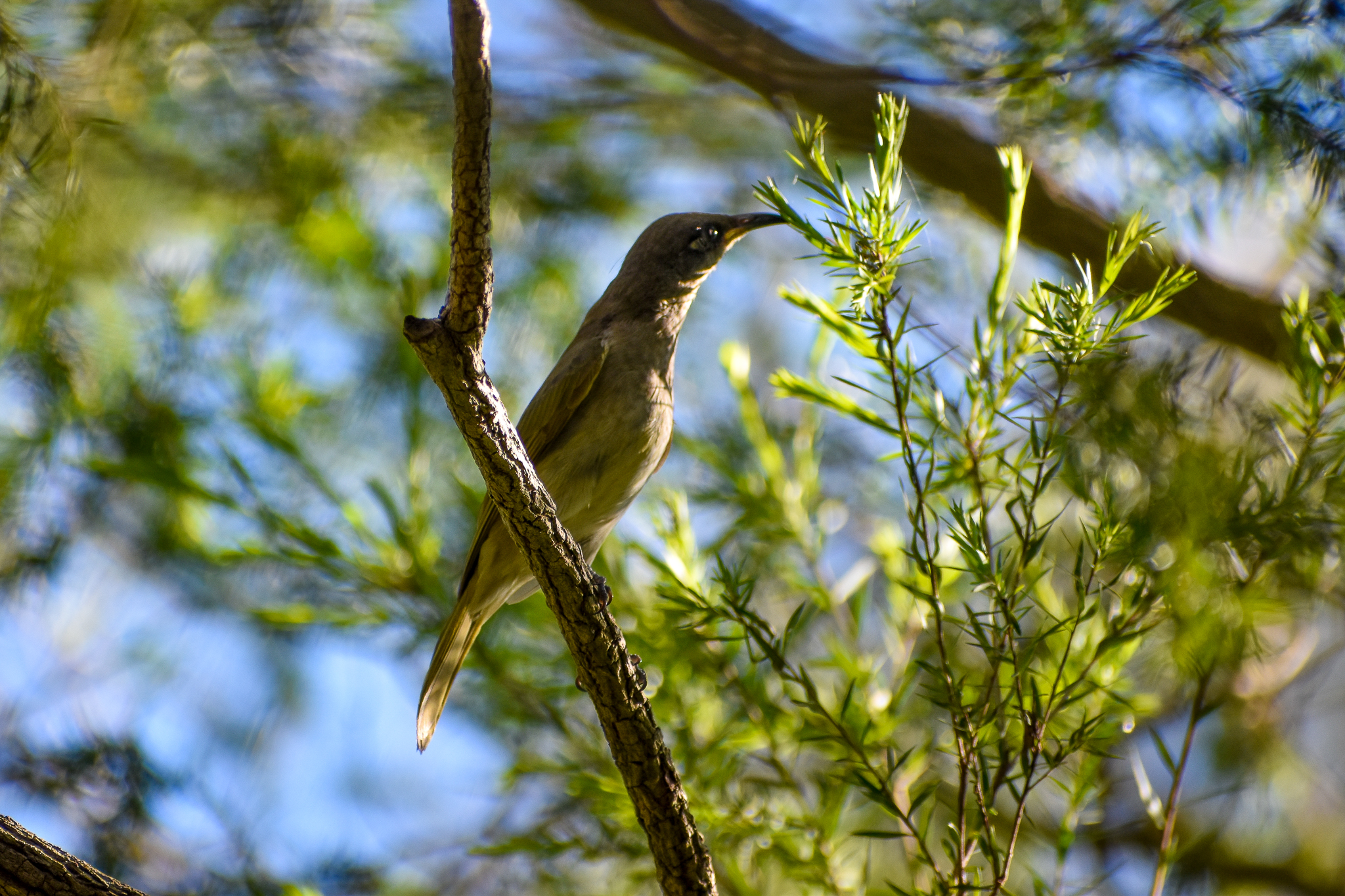 Brown Honeyeater (Lichmera indistincta)