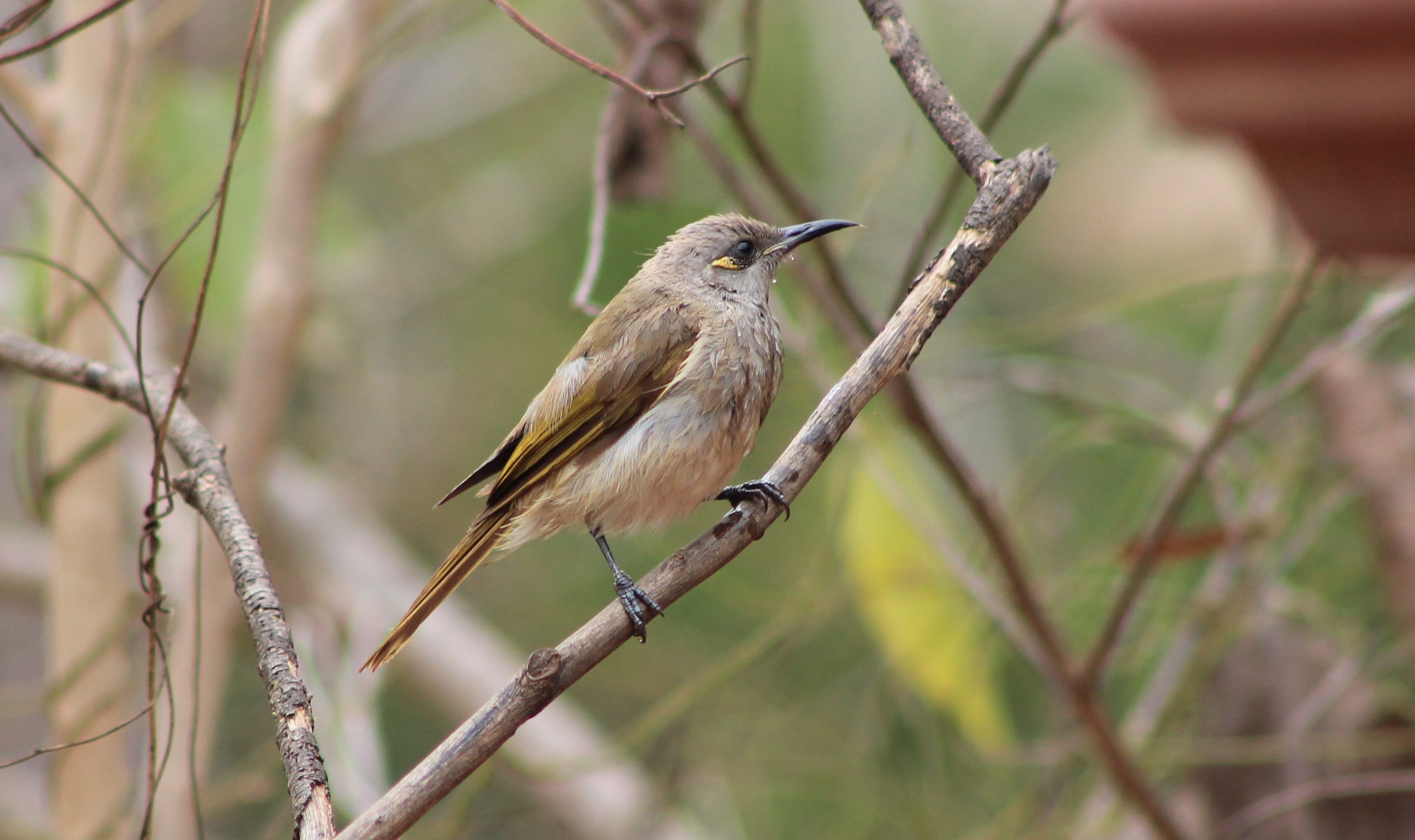 Brown Honeyeater (Lichmera indistincta)