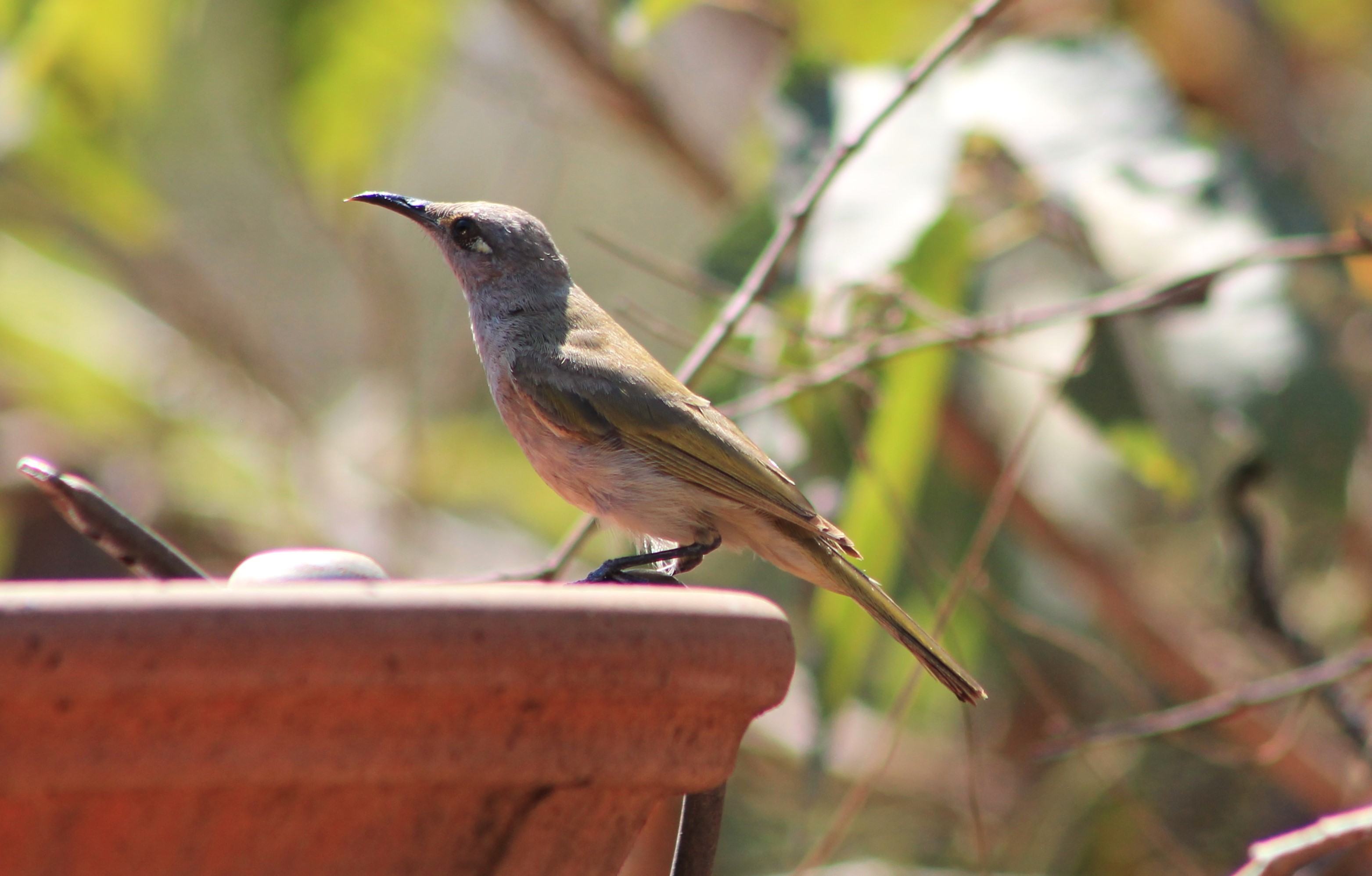 Brown Honeyeater (Lichmera indistincta)