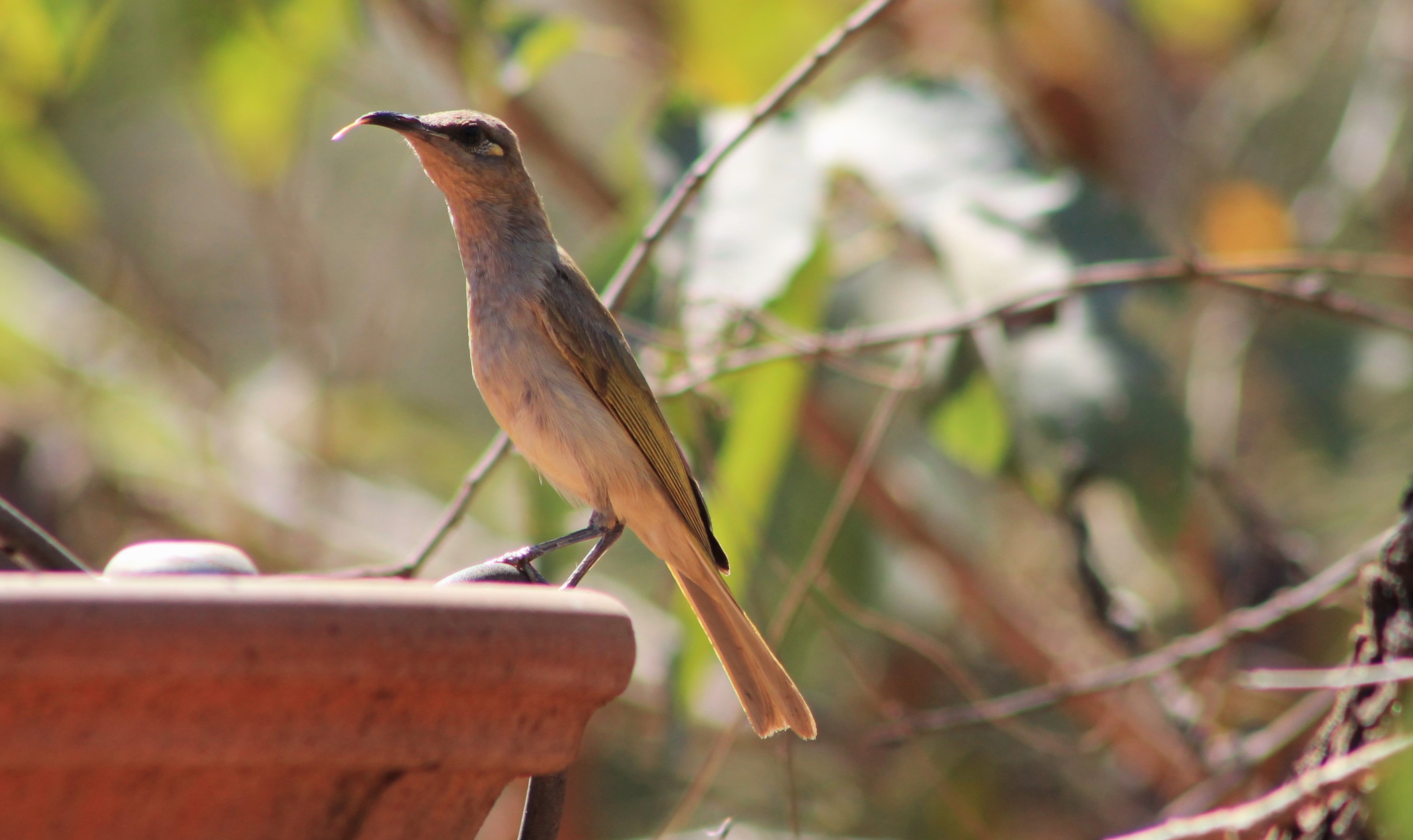 Brown Honeyeater (Lichmera indistincta)
