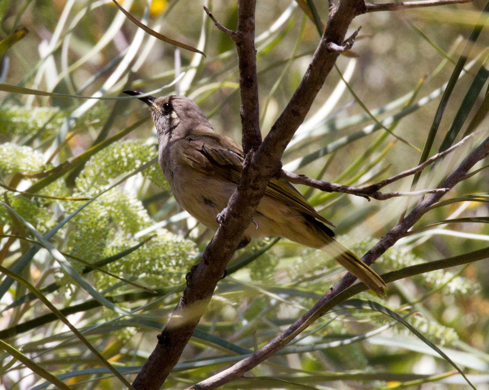 Brown Honeyeater - wild bird