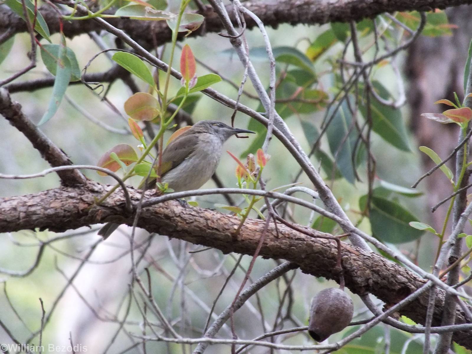 Brown Honeyeater