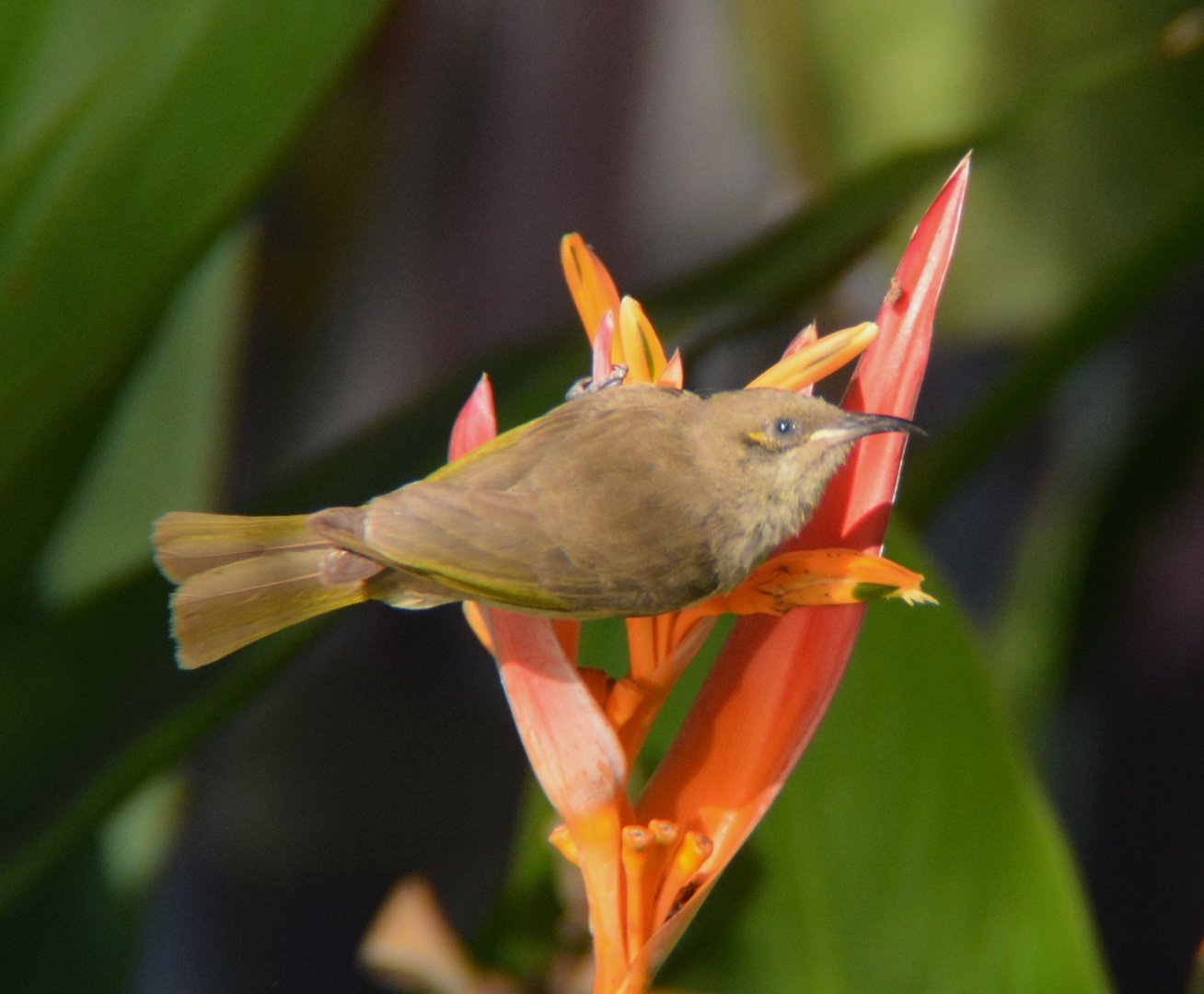 Brown honeyeater