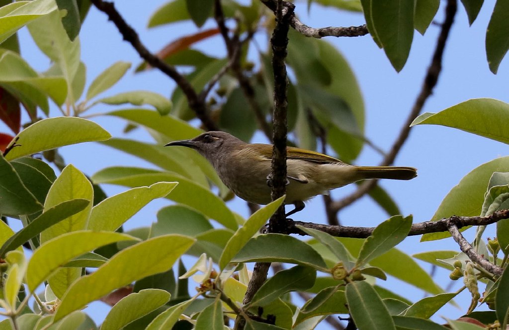 Brown Honeyeater