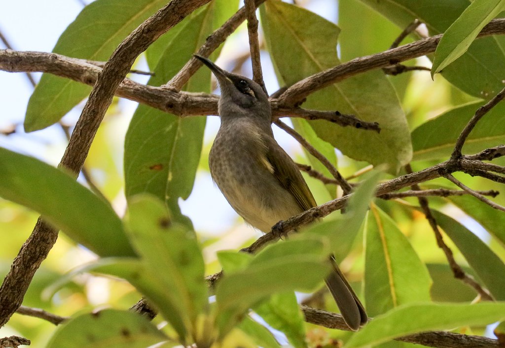 Brown Honeyeater