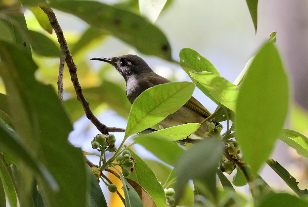 Brown Honeyeater