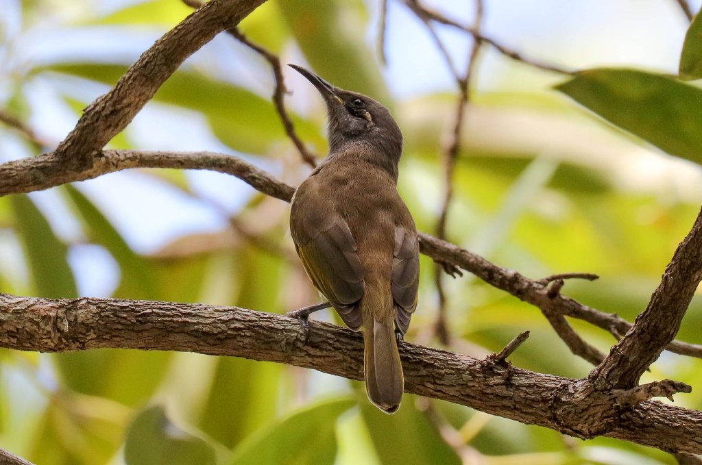 Brown Honeyeater