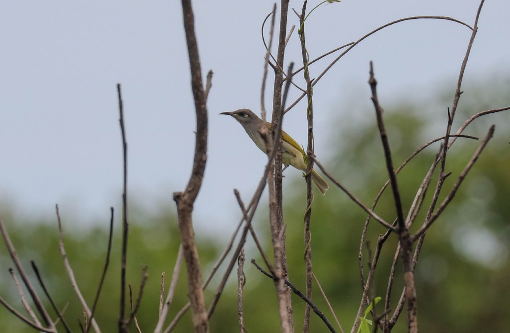 Brown Honeyeater
