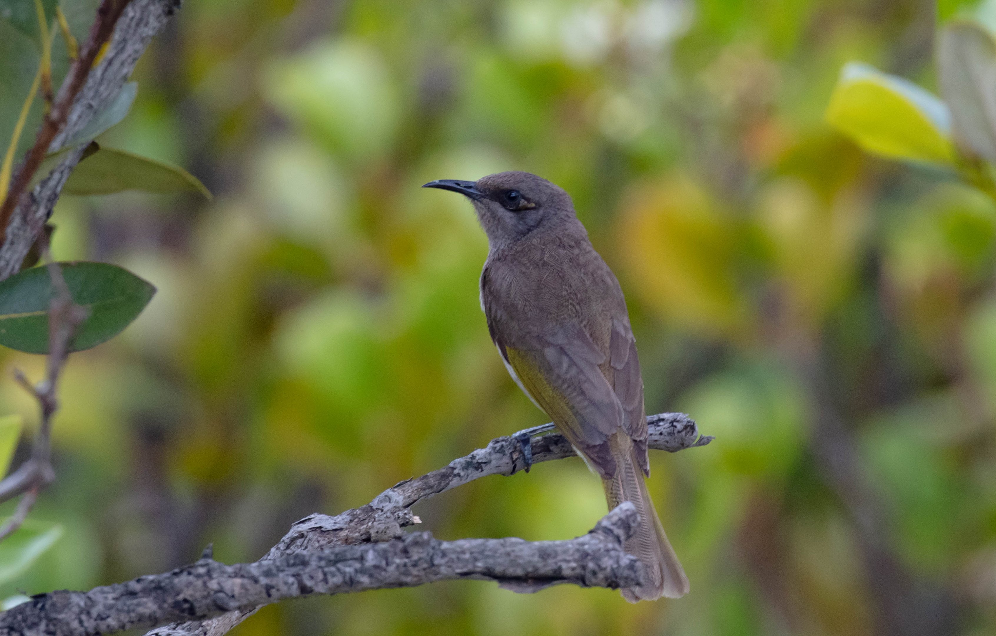Brown Honeyeater