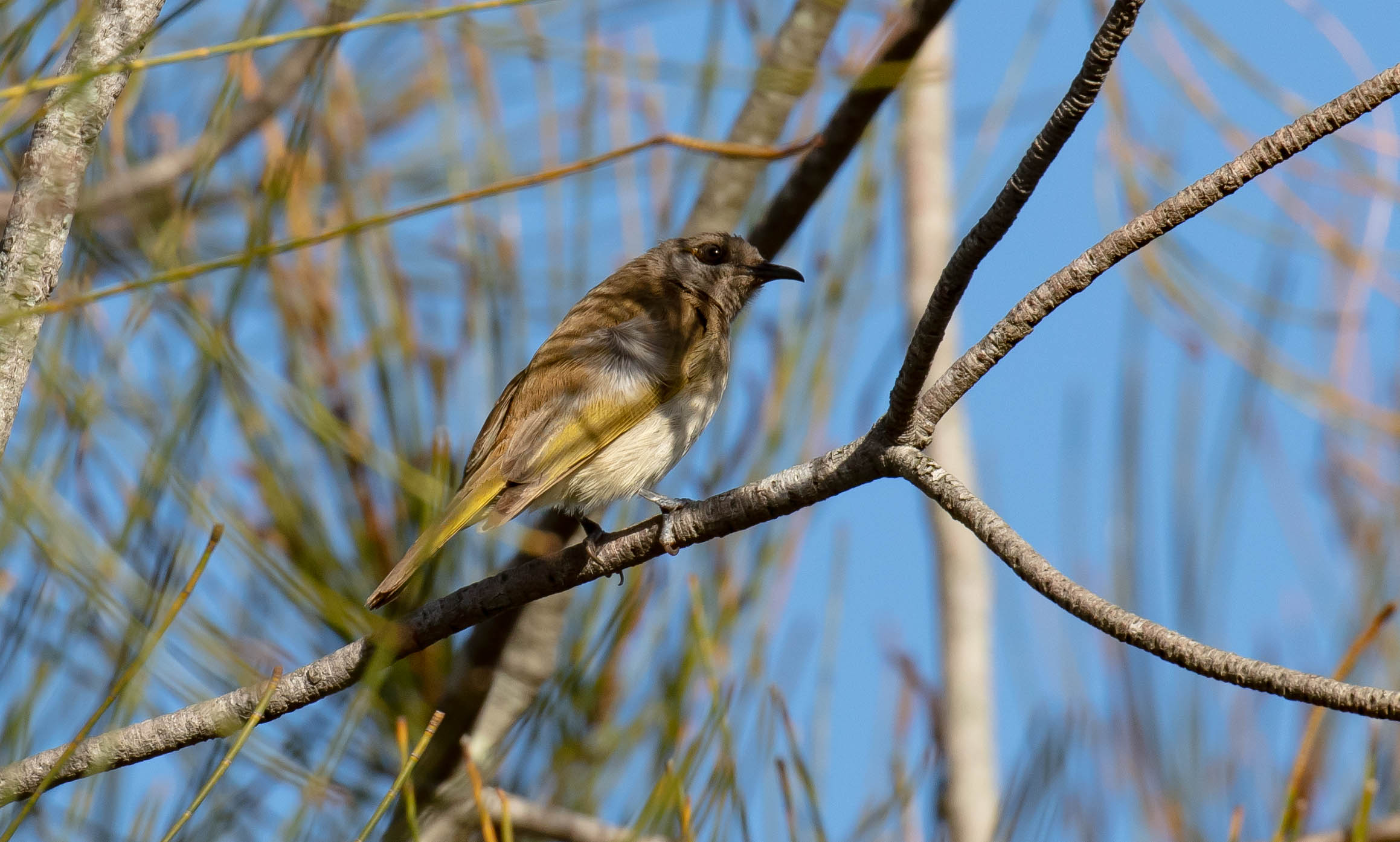 Brown Honeyeater