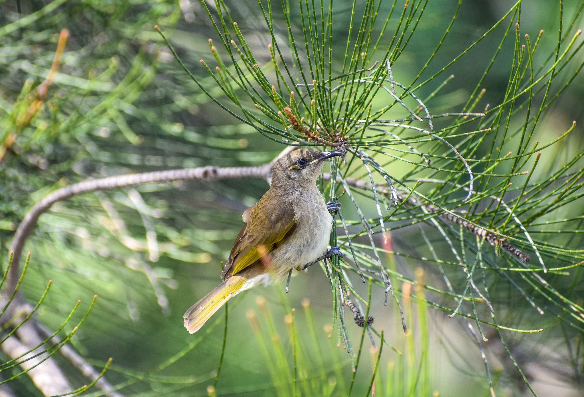 Brown Honeyeater