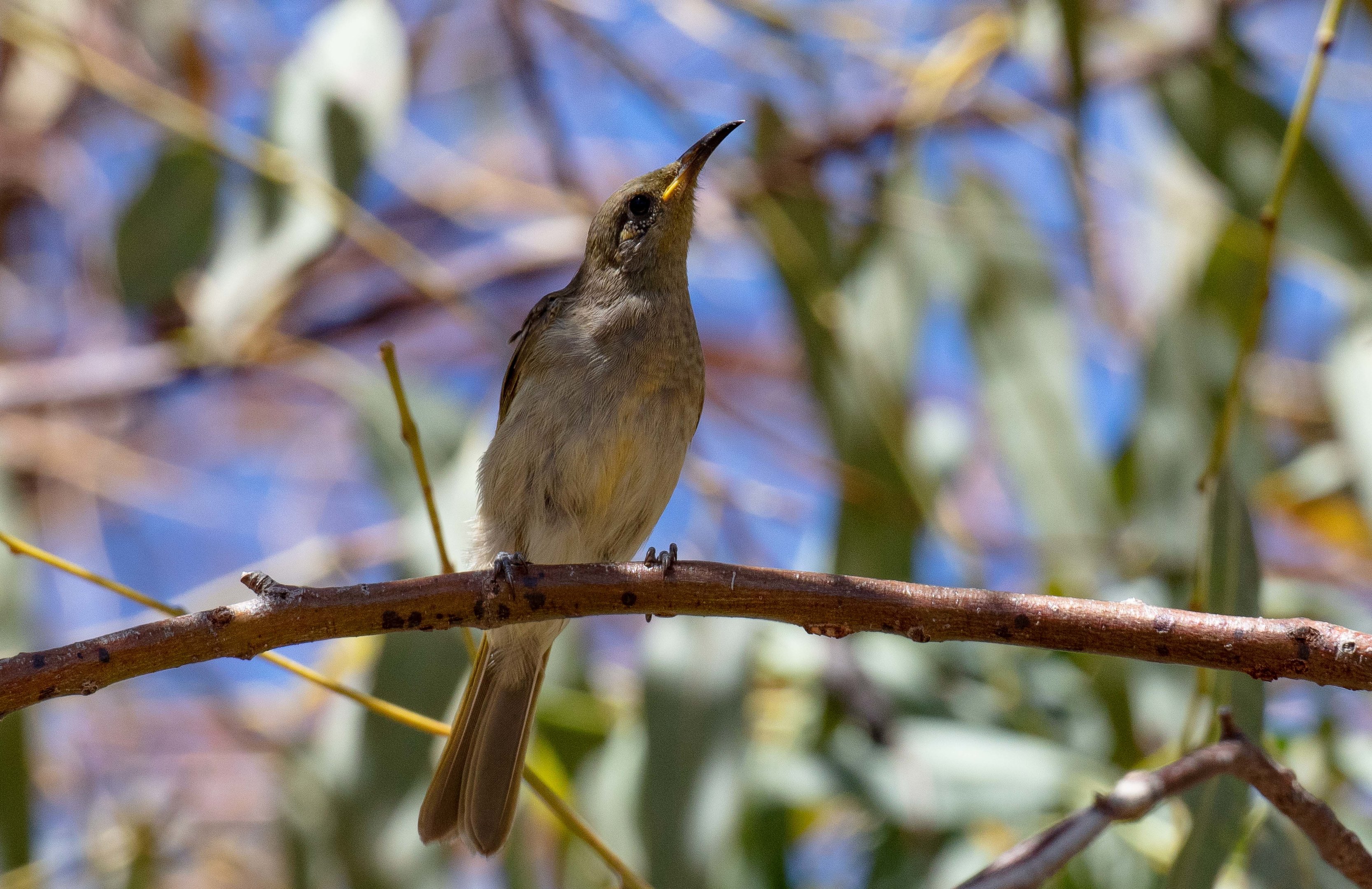 Brown Honeyeater