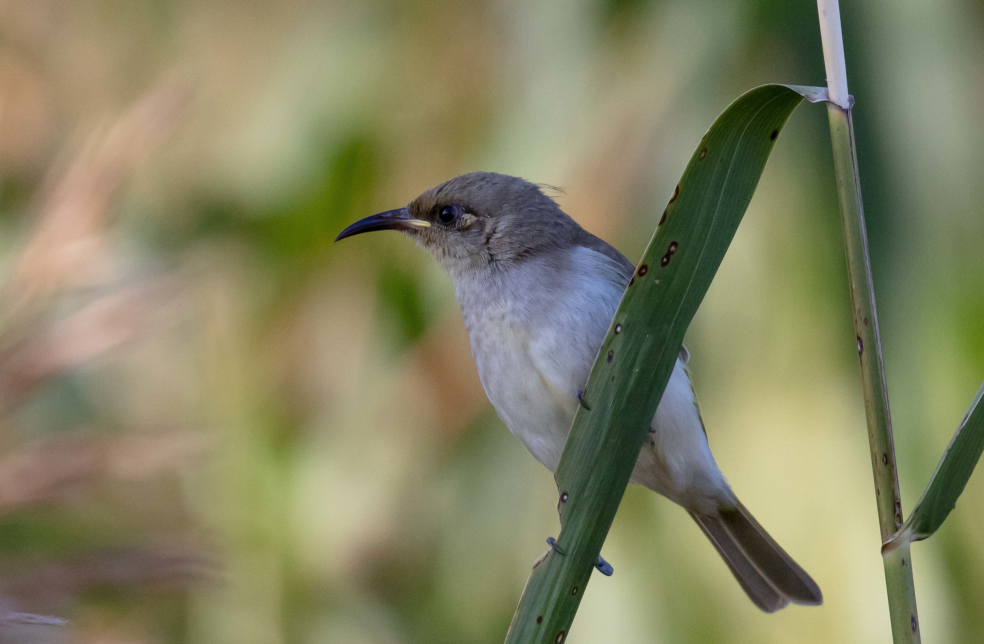 Brown Honeyeater