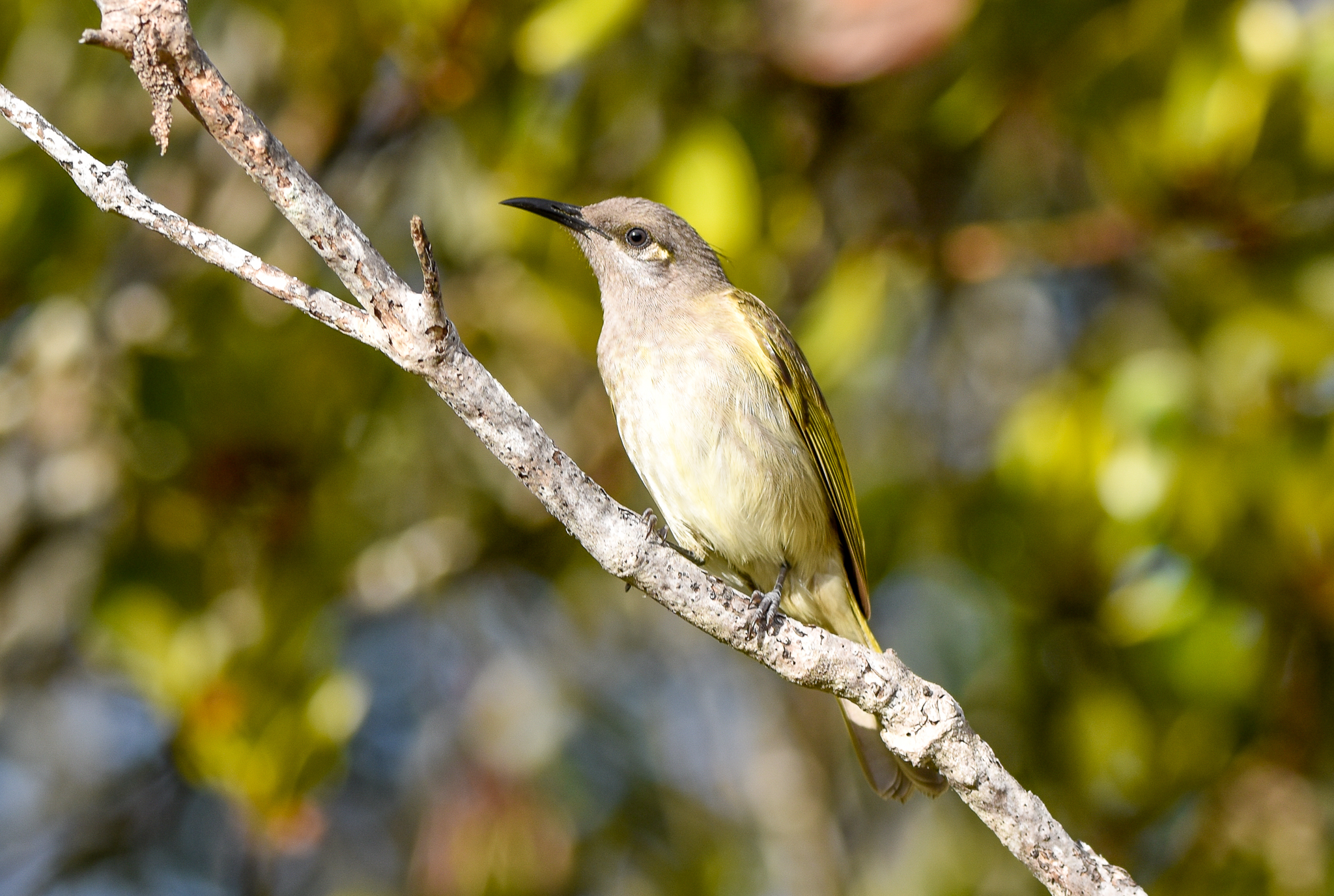 Brown Honeyeater