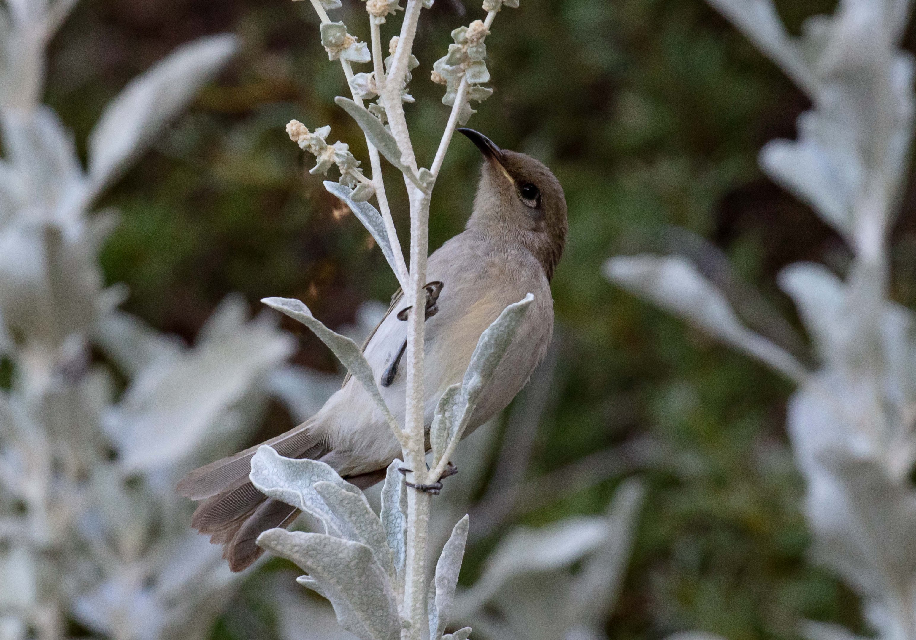 Brown Honeyeater