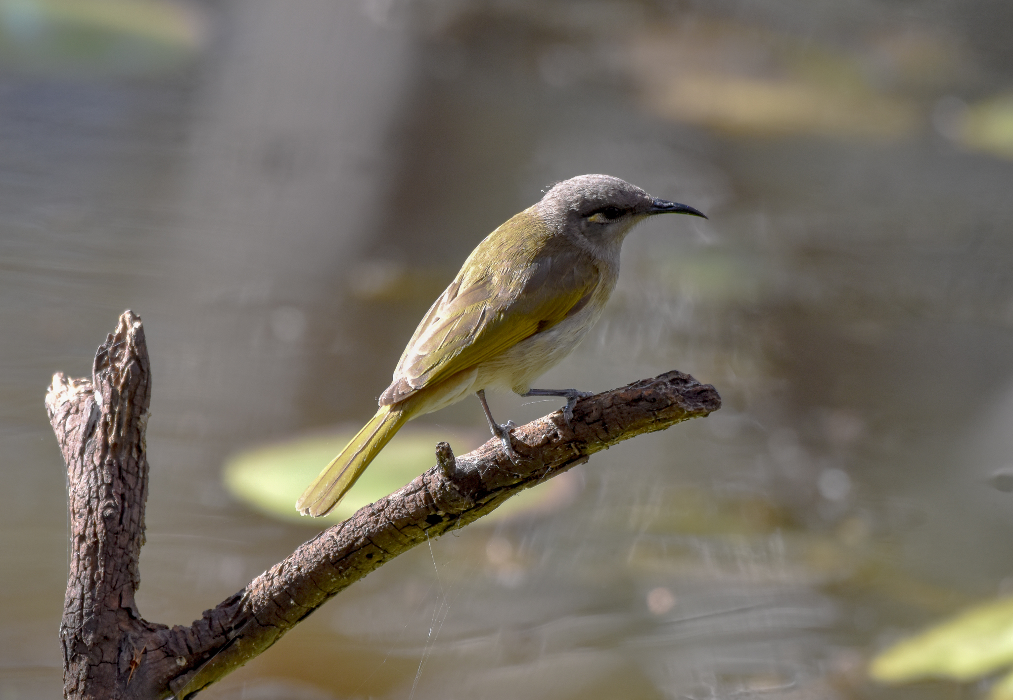 Brown Honeyeater