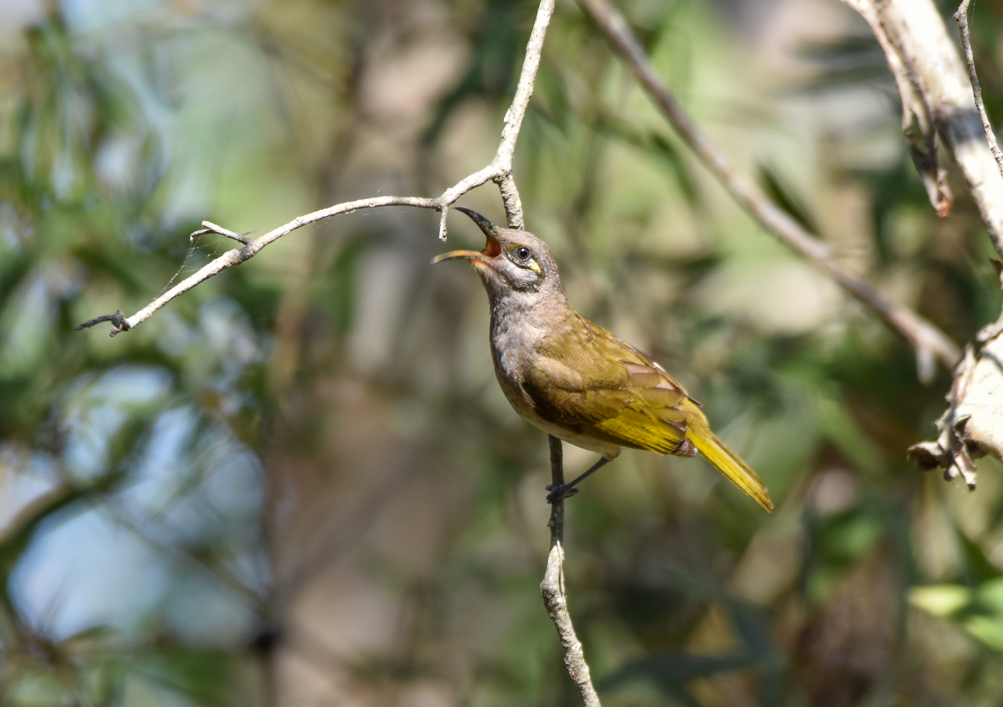 Brown Honeyeater
