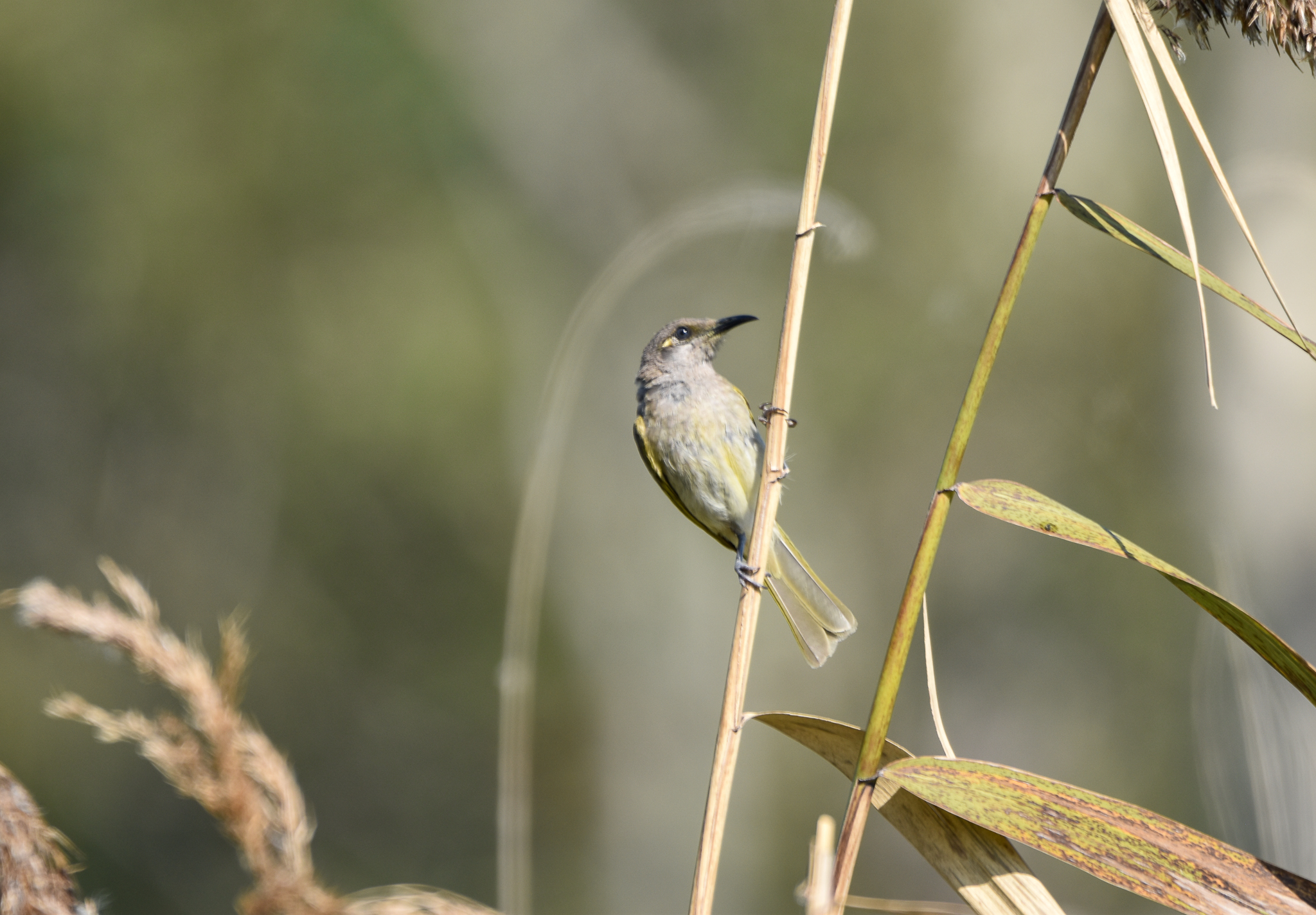 Brown Honeyeater