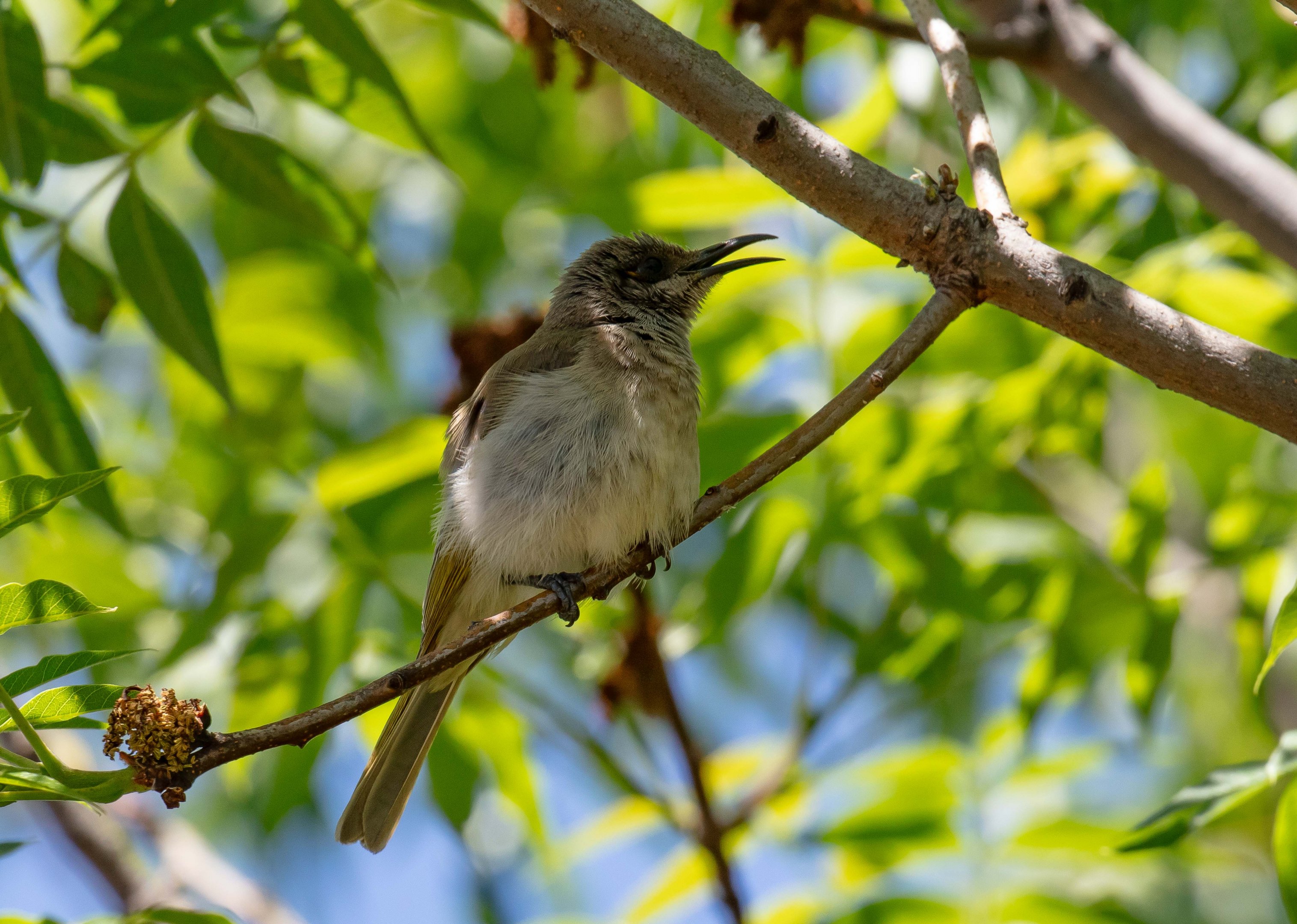 Brown Honeyeater