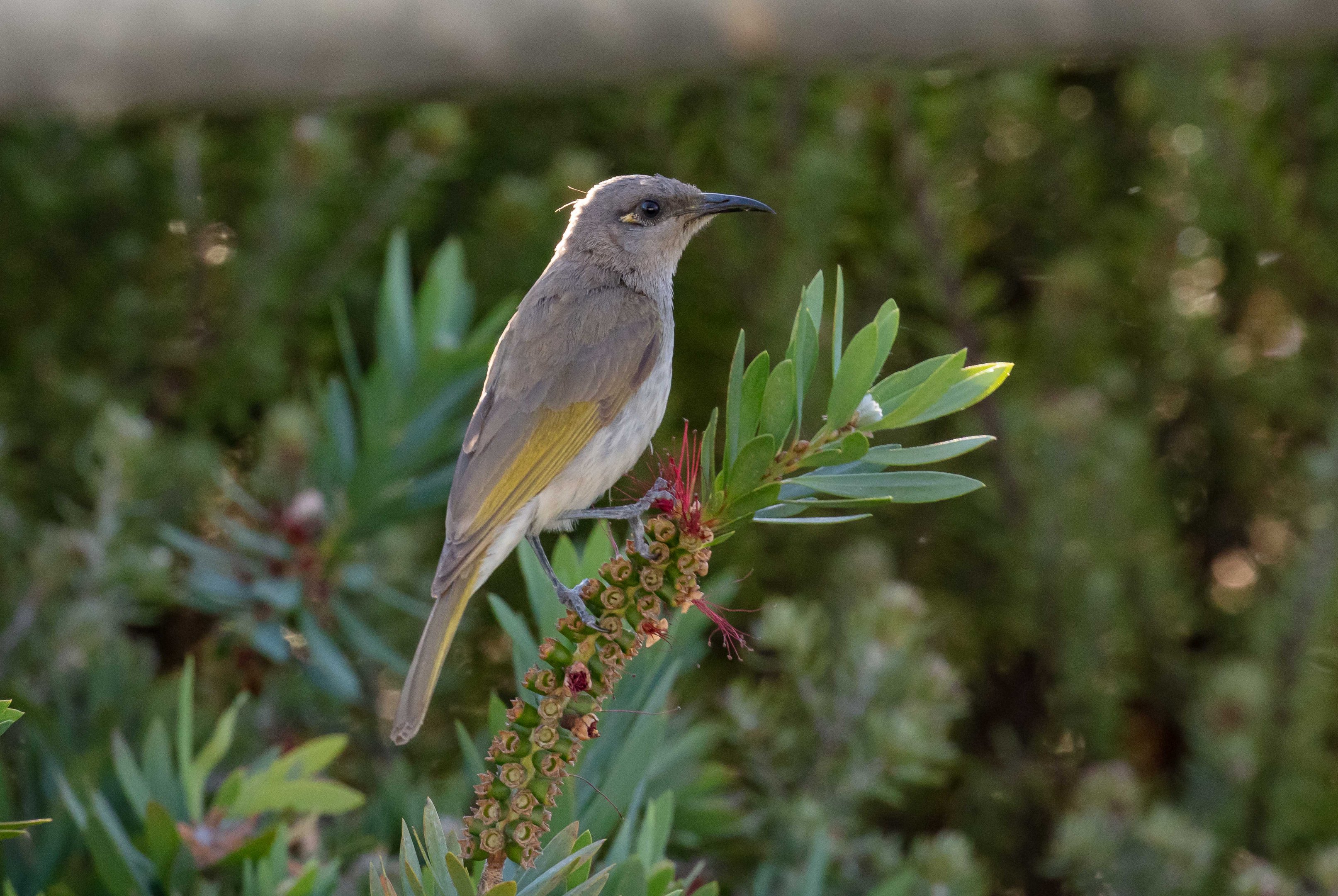 Brown Honeyeater