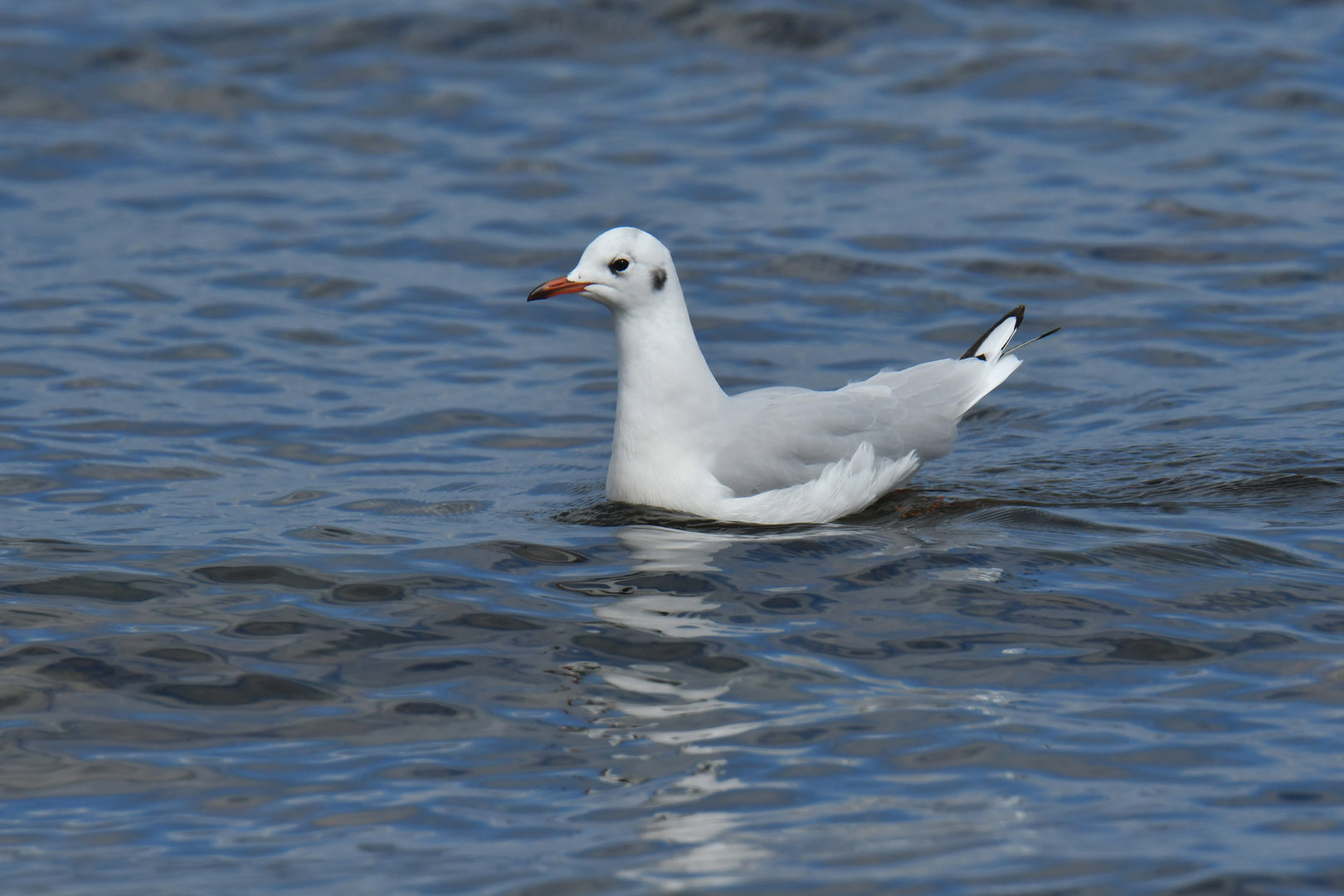 Brown-hooded Gull Chroicocephalus maculipennis