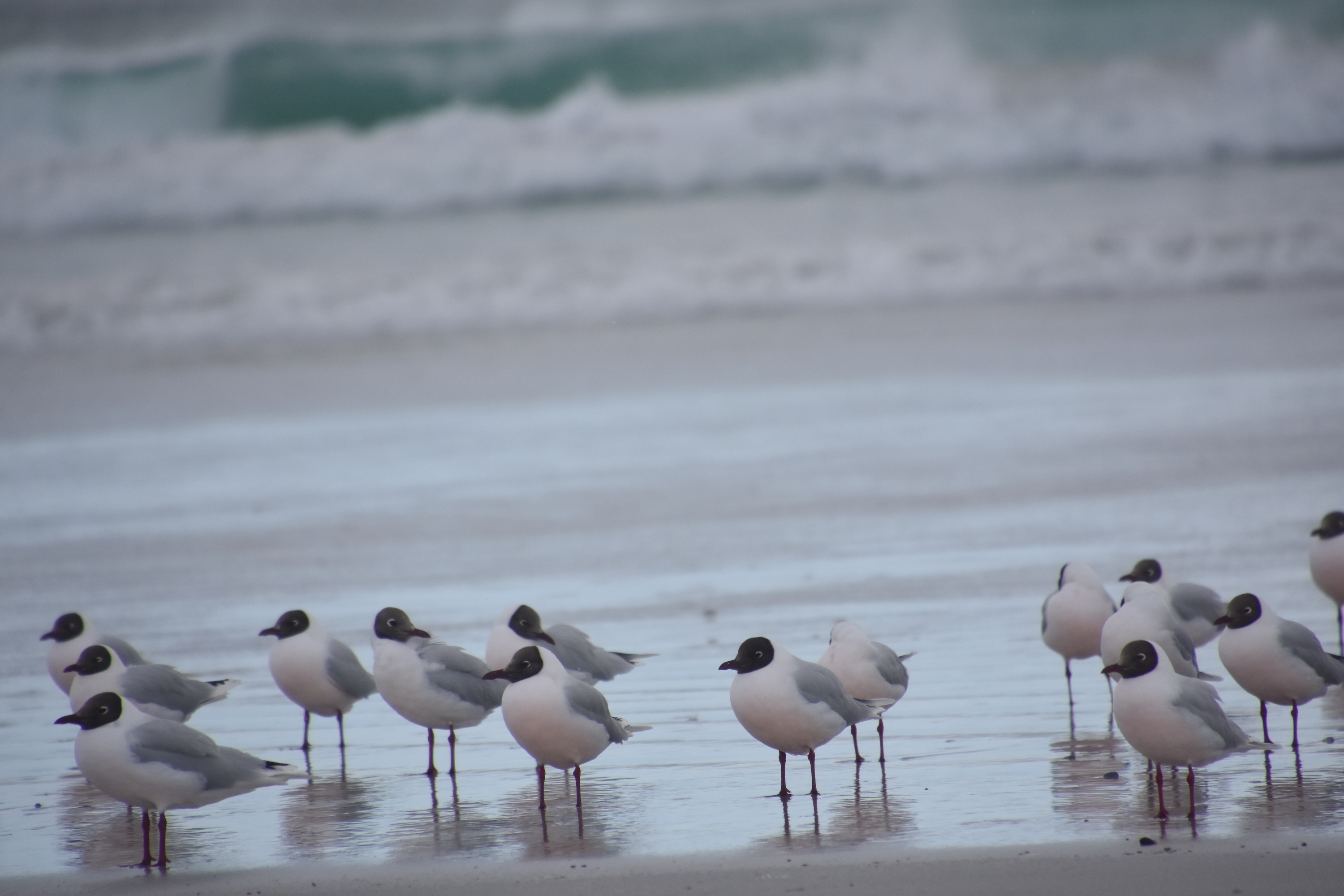 Brown-hooded gull