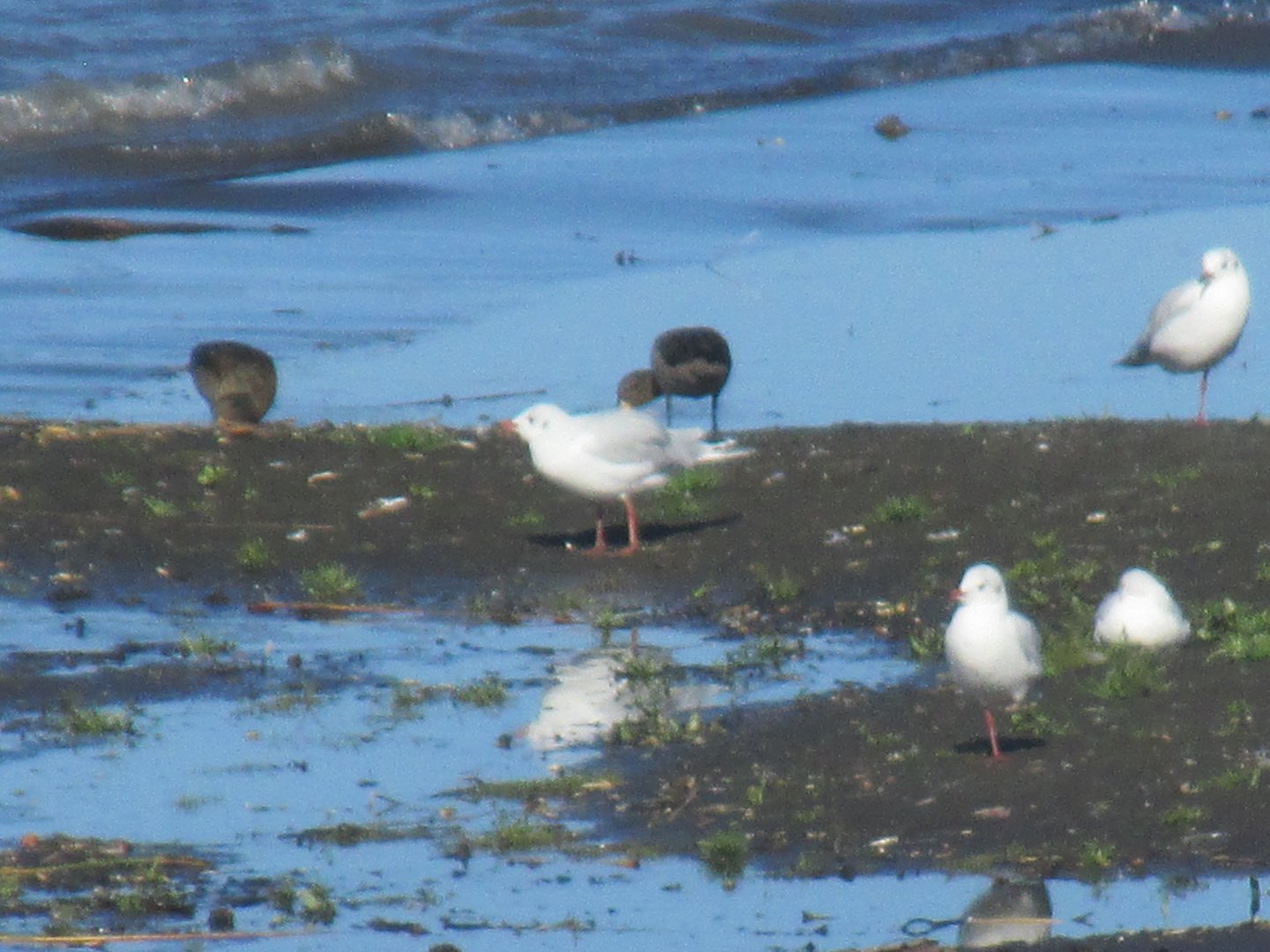 brown hooded gulls and chilean teals
