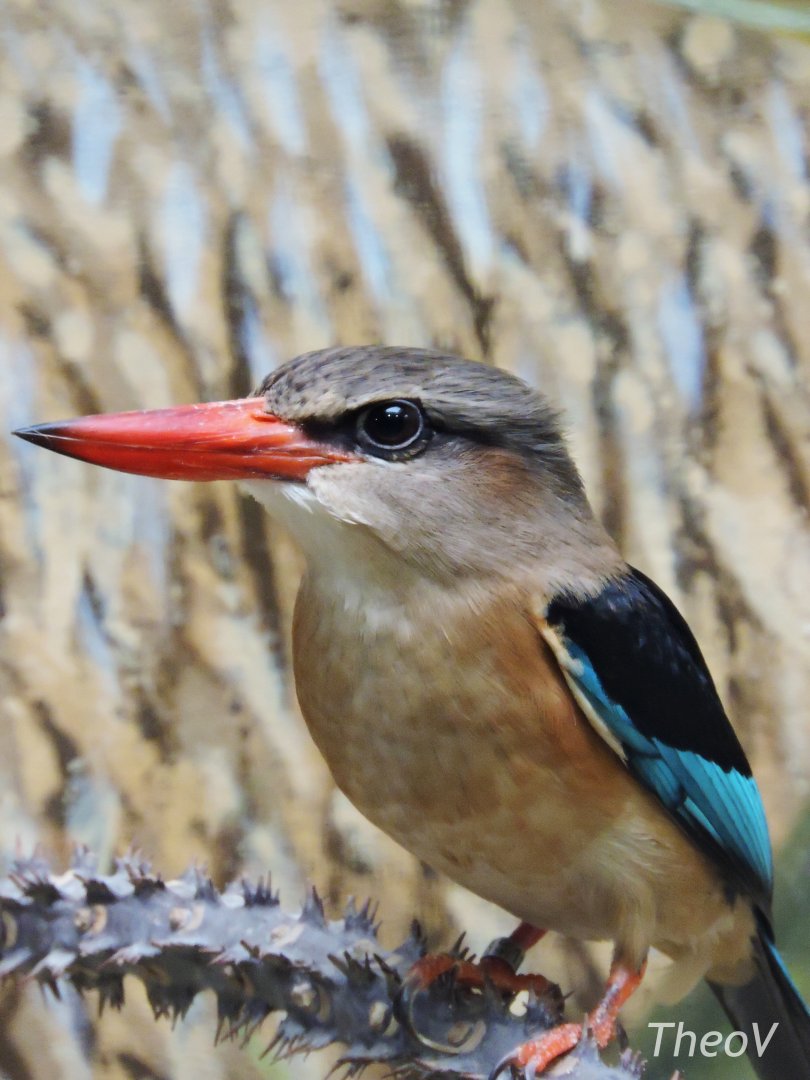 Brown-hooded kingfisher [2017]