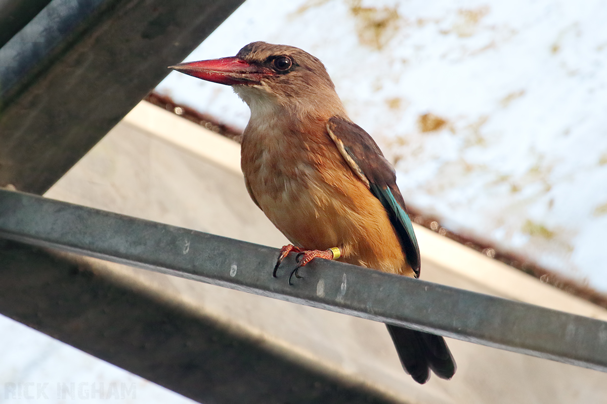 Brown Hooded Kingfisher  - 4th January 2020