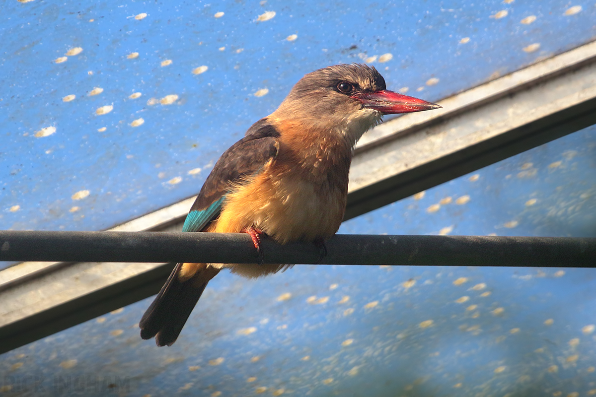 Brown Hooded Kingfisher - 4th January 2020
