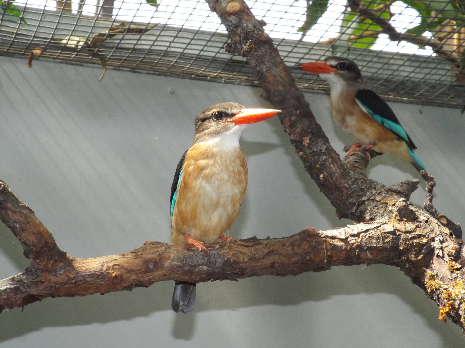 Brown-hooded Kingfisher (Halcyon albiventris) at Wilhelma - April 10th 2015