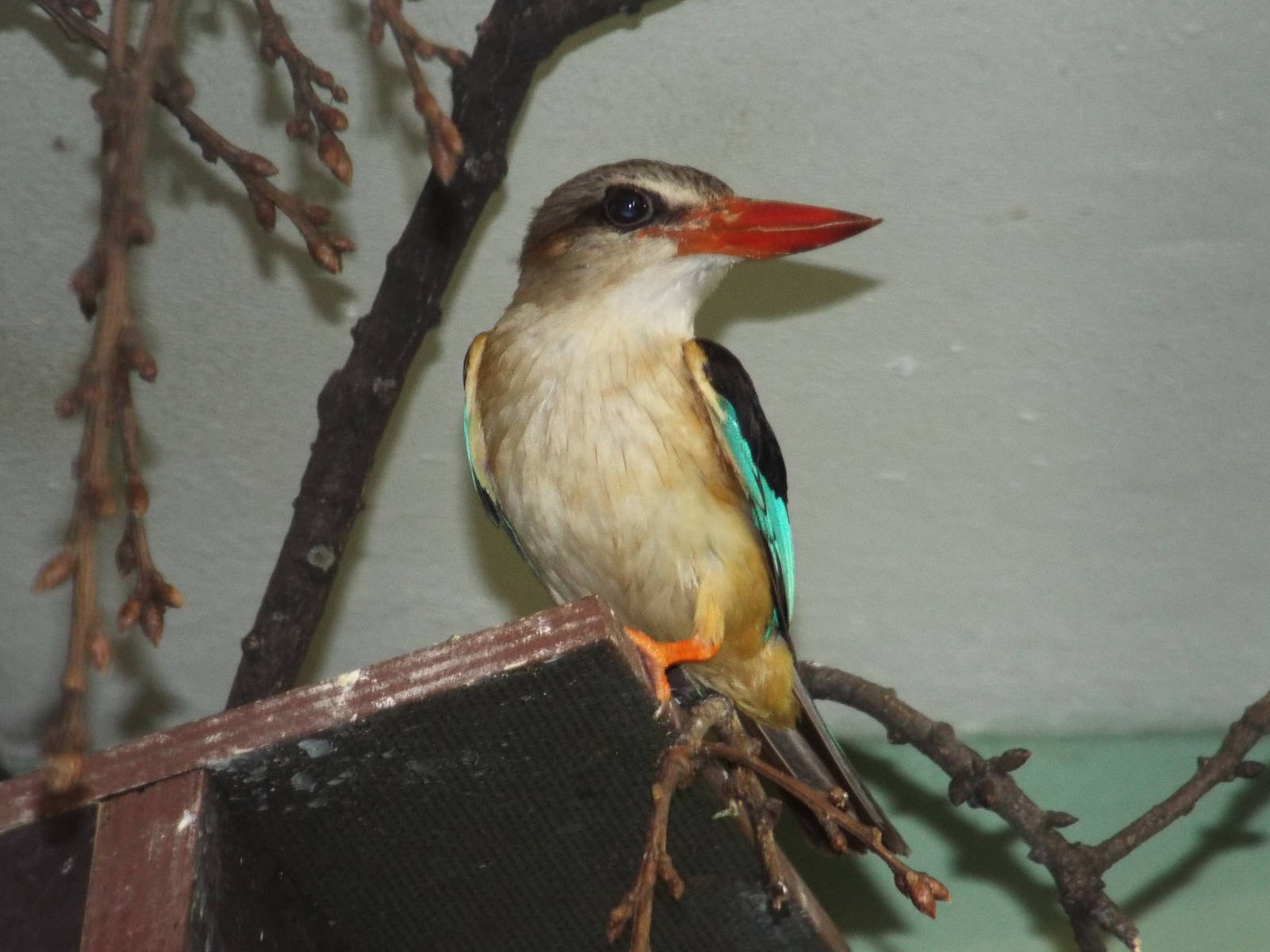 Brown-hooded Kingfisher (Halcyon albiventris) at Zoo Berlin - 6th April 201