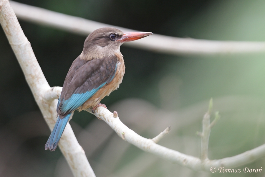 Brown-hooded Kingfisher (Halcyon albiventris)