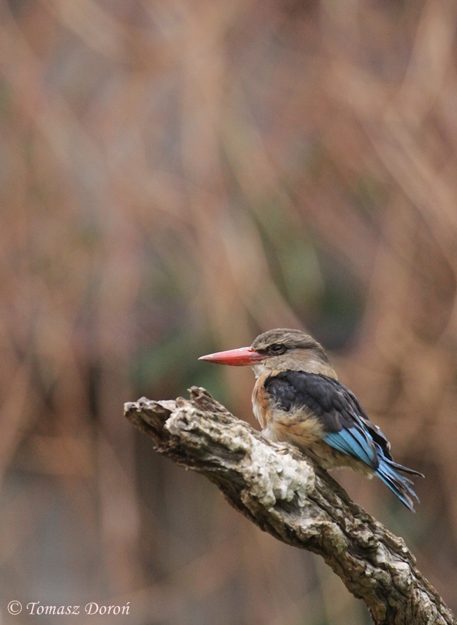 Brown-hooded Kingfisher (Halcyon albiventris)