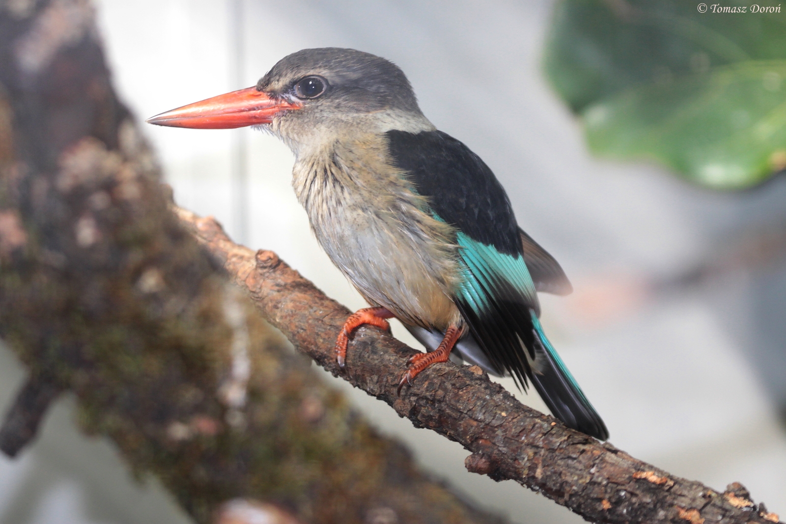 Brown-hooded Kingfisher (Halcyon albiventris)