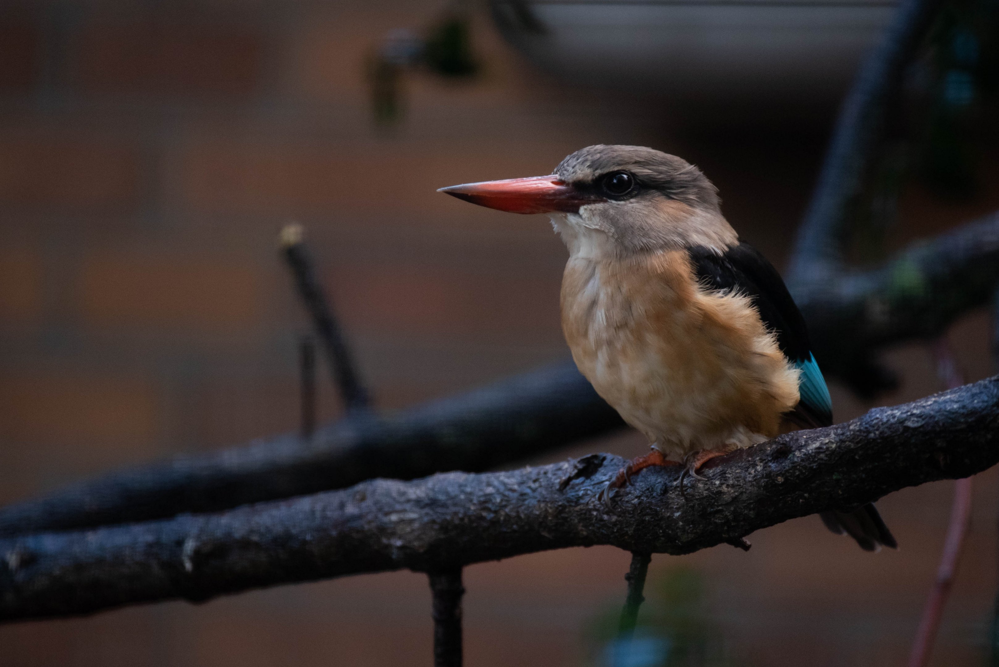 Brown-hooded kingfisher - Halcyon albiventris