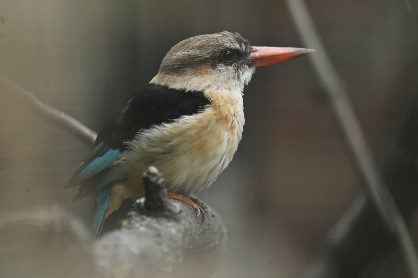 Brown-hooded kingfisher Halcyon albiventris