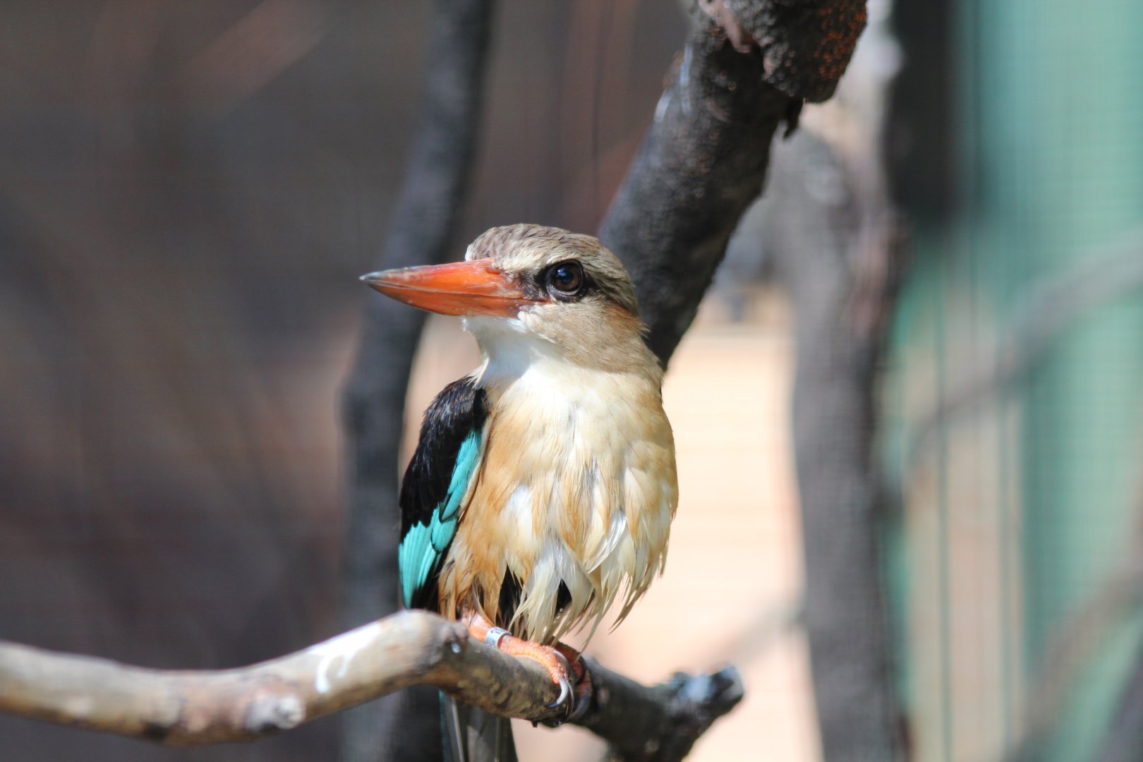 Brown-hooded Kingfisher - July 2019