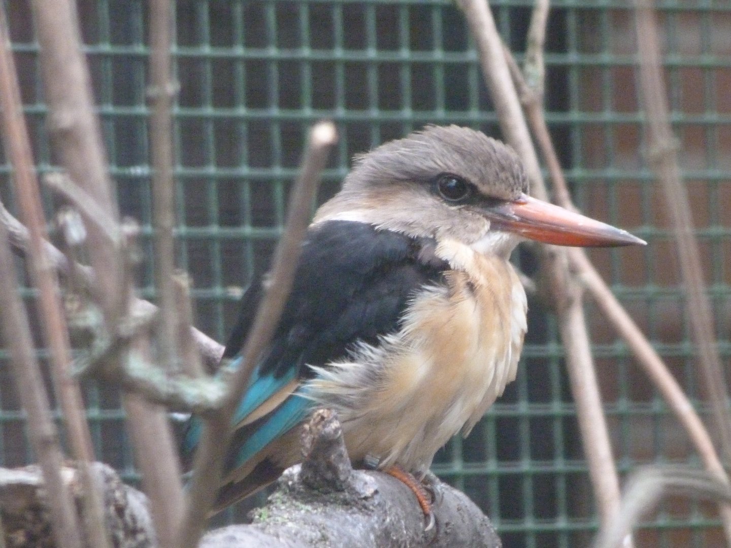 Brown-hooded kingfisher -Zoologischer Garten Berlin (2024)