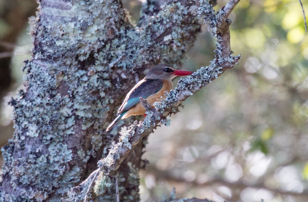 Brown-hooded Kingfisher