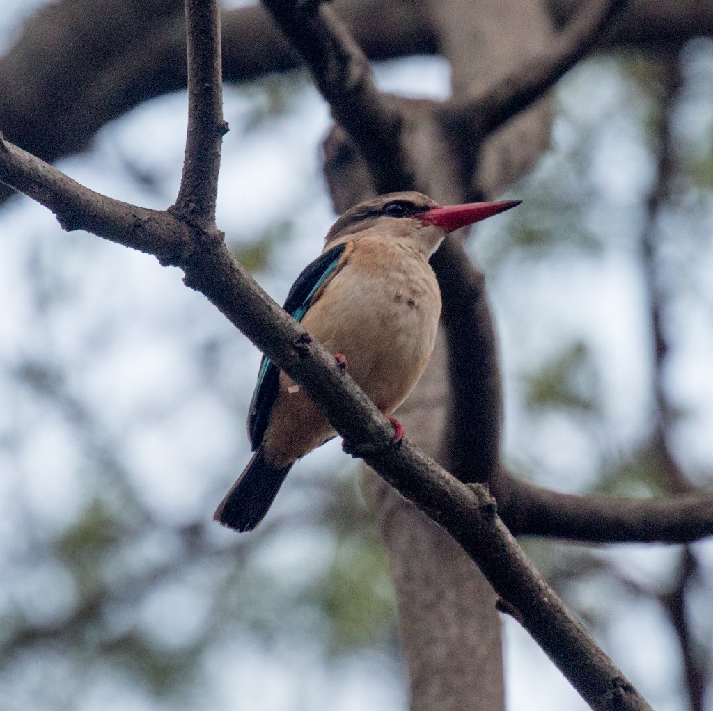 Brown-hooded Kingfisher
