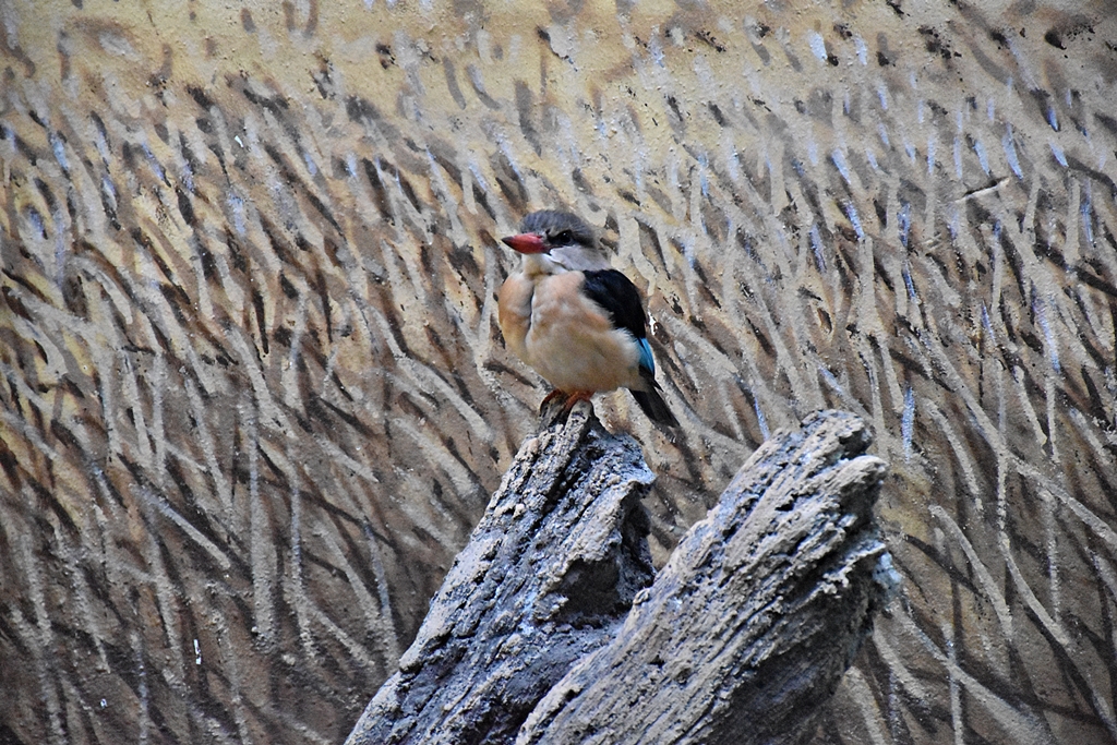 Brown-Hooded Kingfisher