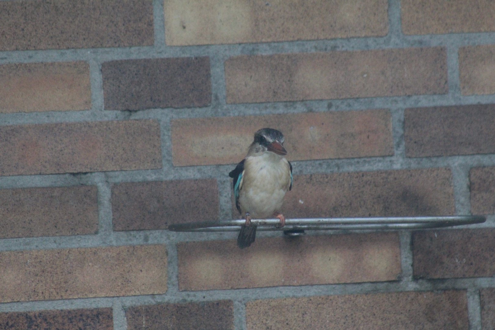 Brown-Hooded Kingfisher